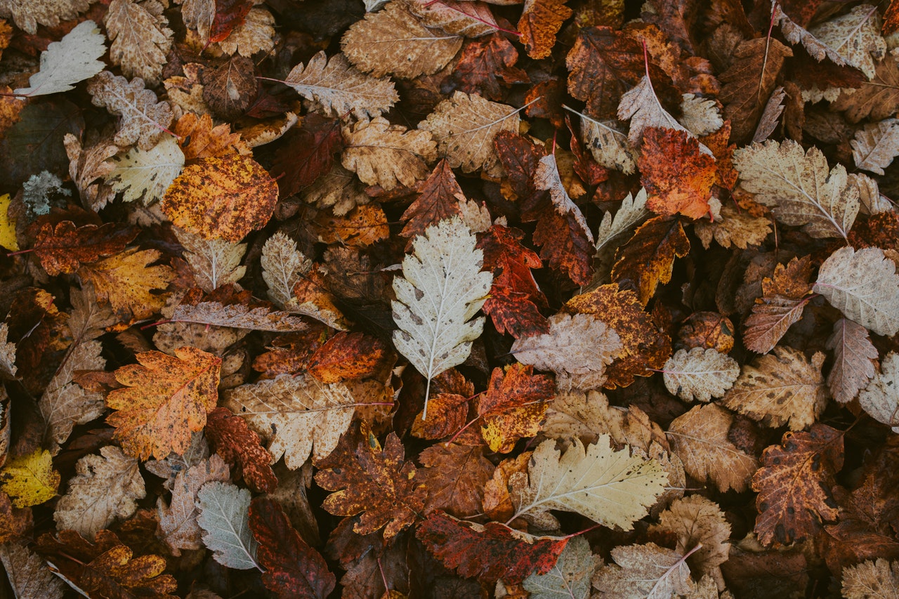 Autumn Leaves on the Ground